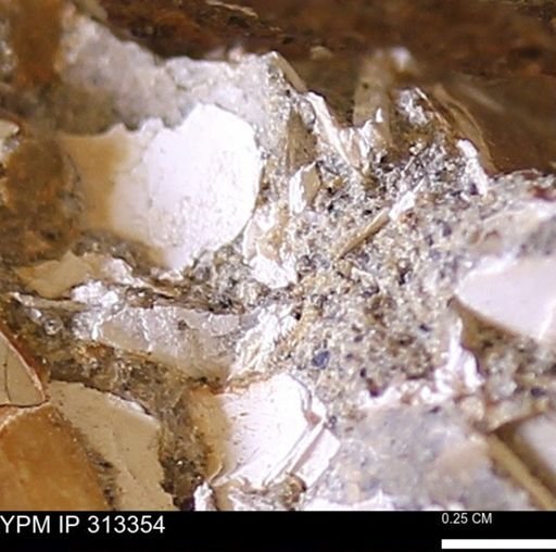 Corbicula sp.