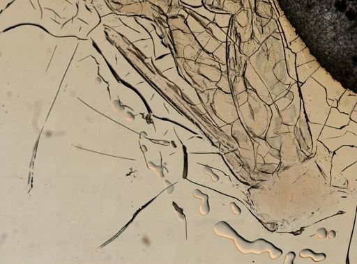 Idotea balthica