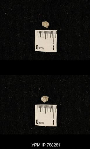 undet. Brachiopoda