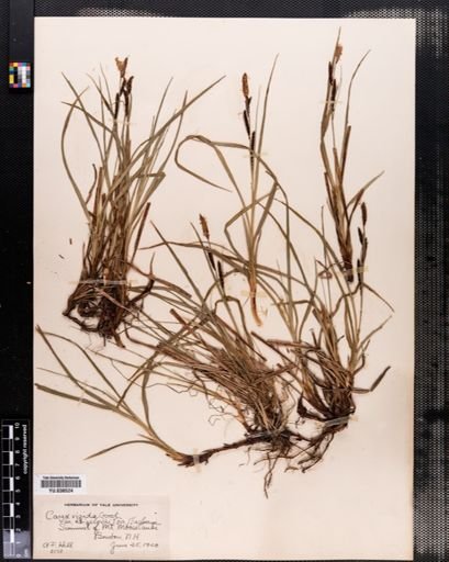 Carex bigelowii