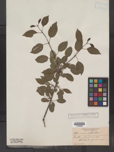 Plantae