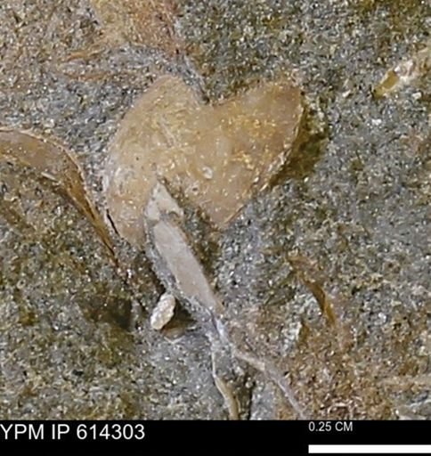 Limopsis striatopunctatus