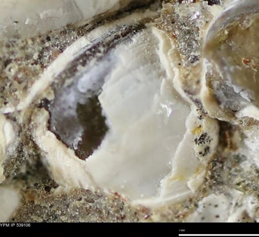 Corbulamella gregaria