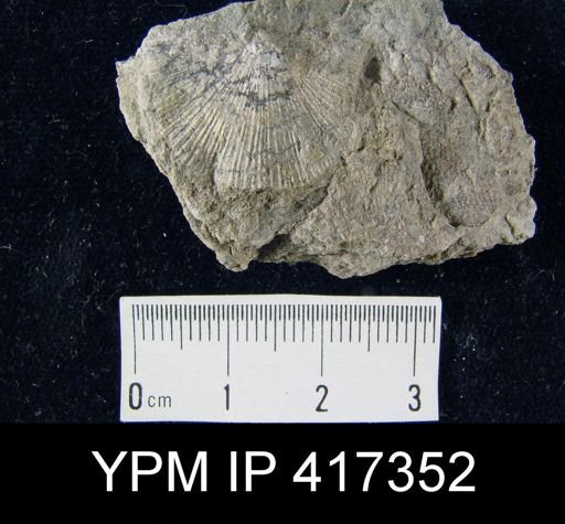 Schuchertella subplana
