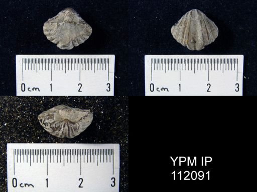 Spirifer sp.