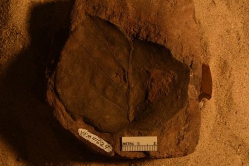 Protophyllum minus