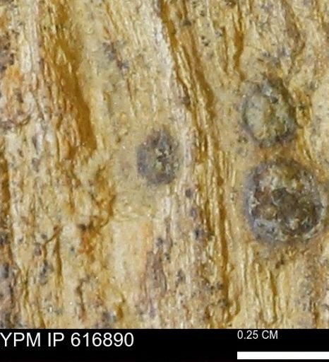 Teredo sp.