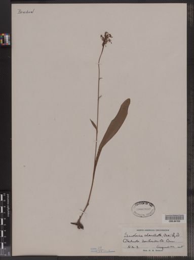 Habenaria clavellata