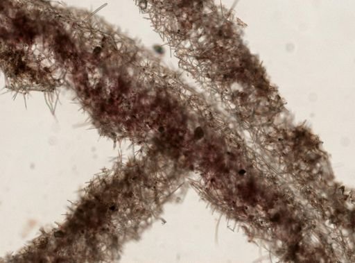 Sycon sp.
