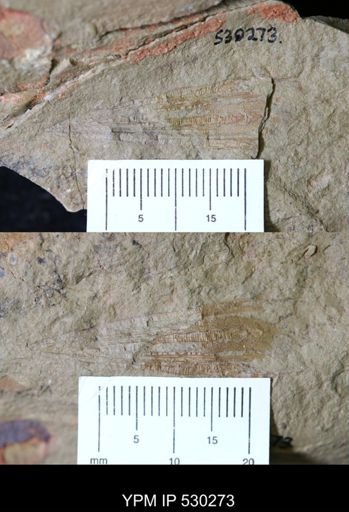Eoconularia?