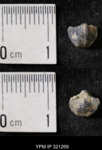 Ambocoelia sp.