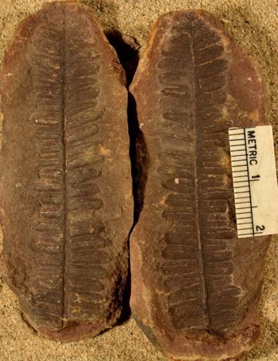 Pecopteris