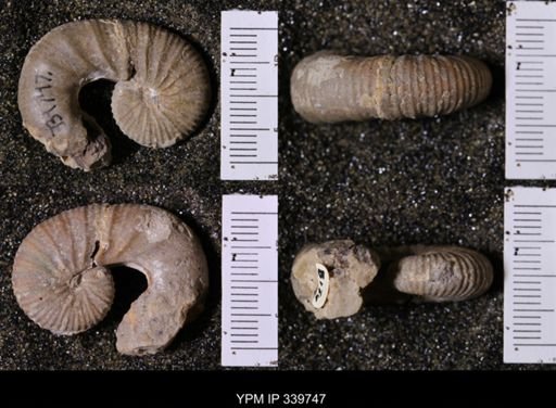 Scaphites whitfieldi
