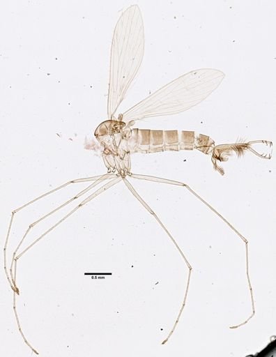 Phlebotomus papatasi X dubosqui