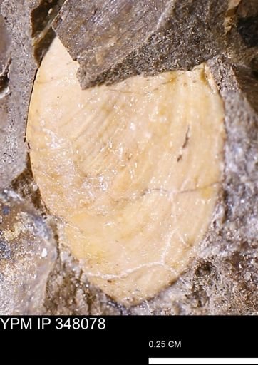 Limopsis striatopunctatus