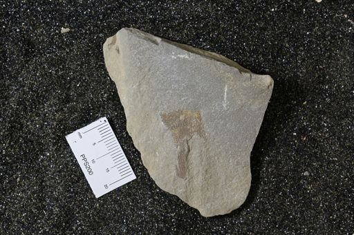 Bryozoa
