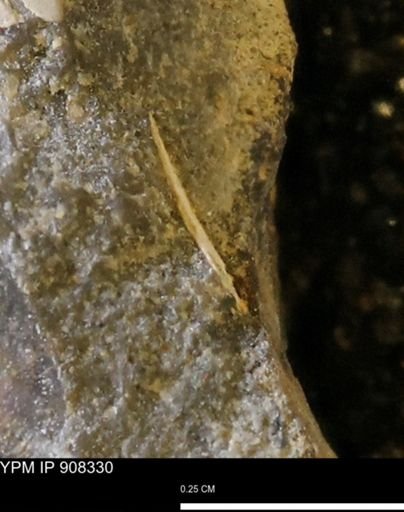 undet. Bivalvia