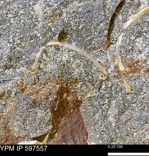 undet. Bivalvia