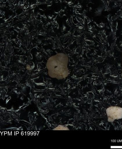 undet. Foraminiferida
