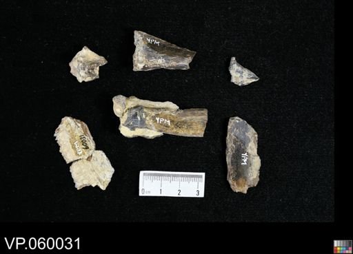 Saurodon sp.