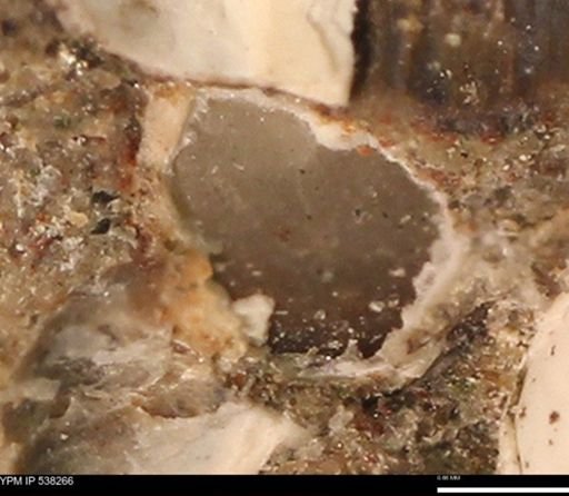 Corbulamella gregaria