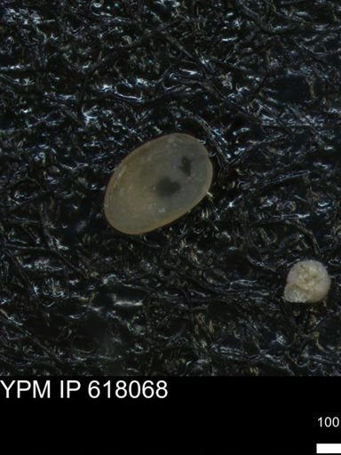 undet. Ostracoda