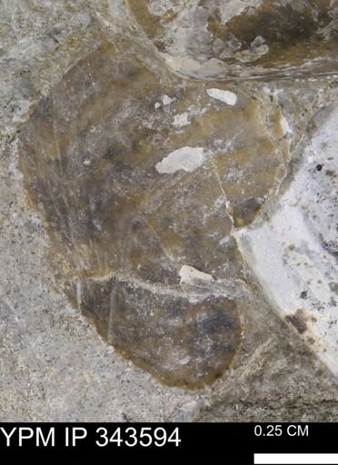 undet. Bivalvia
