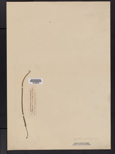 Gleichenia