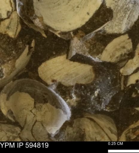Limopsis striatopunctatus