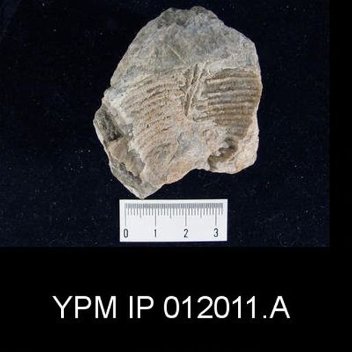 Lyttonia nobilis americanus