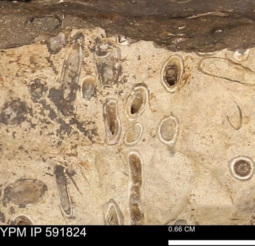 Serpulidae
