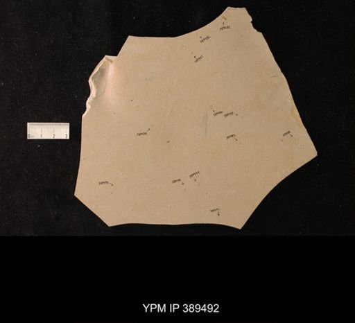 undet. Pterygota