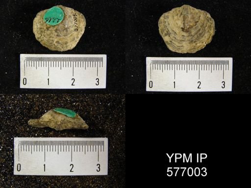 Atrypa hystrix occidentalis