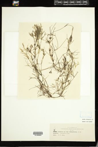 Nitella flexilis