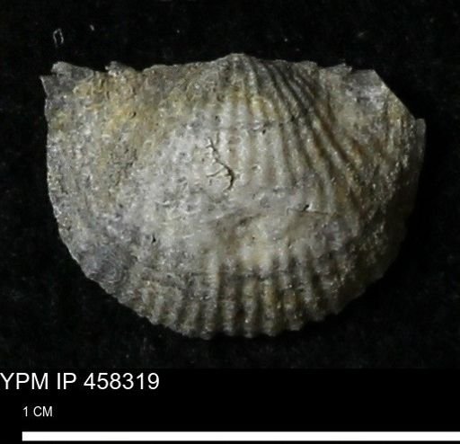 Chonetes mucronatus
