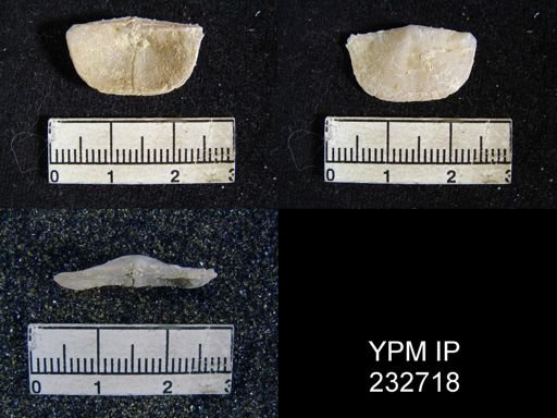 Chonetes granulifer