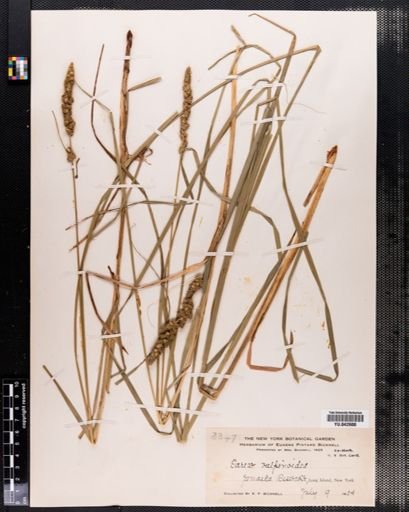 Carex vulpinoidea