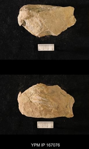 Brachiospongia digitata