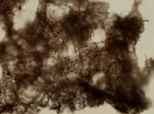 Amphimedon erina