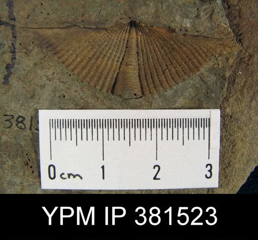 Mucrospirifer sp.