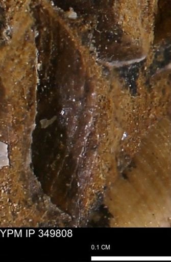 undet. Bivalvia
