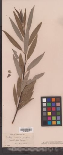 Salix sericea