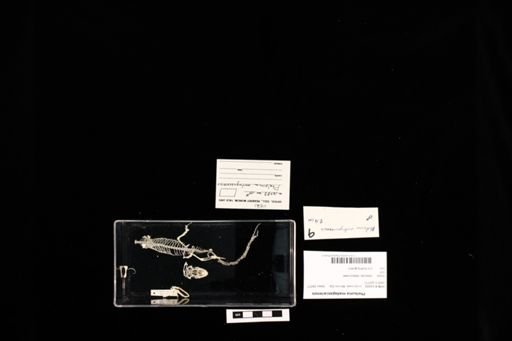 Phelsuma madagascariensis