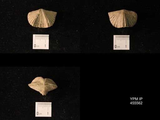 Platystrophia laticosta