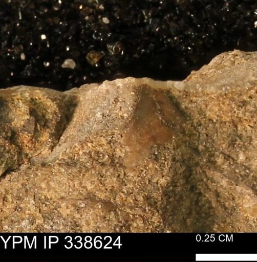 undet. Mollusca