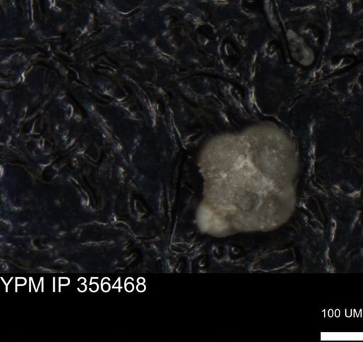 undet. Foraminiferida
