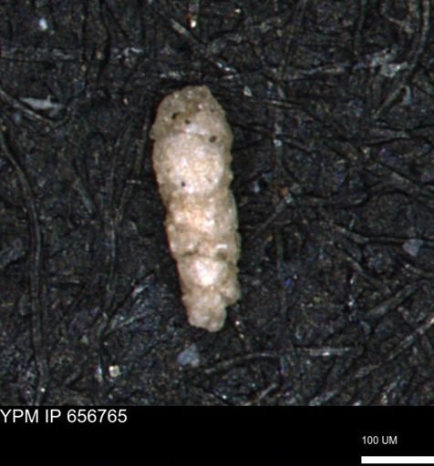Verneuilinoides hectori