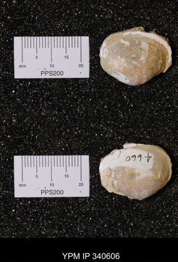 Corbicula sp.