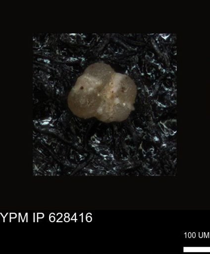 undet. Foraminiferida