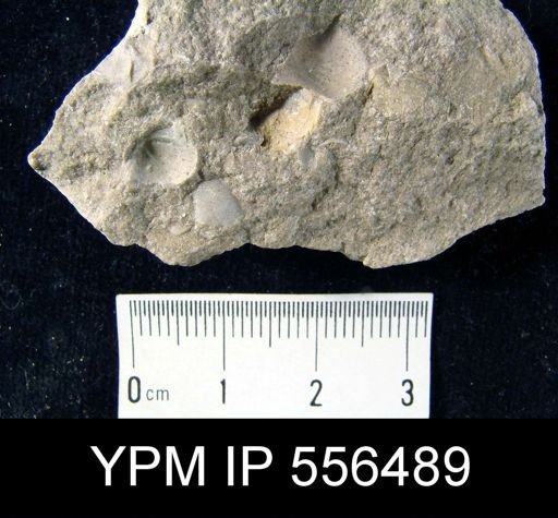 Vitulina pustulosa
